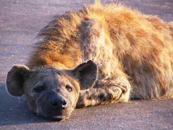 hyena.jpg